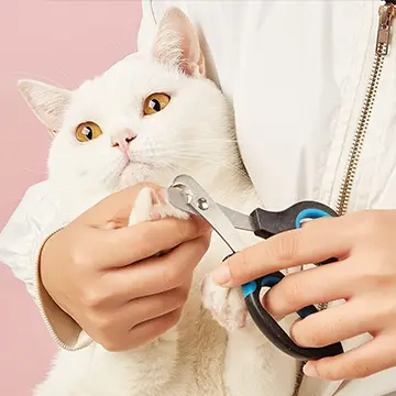 Cat Accessories